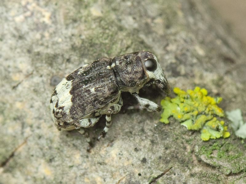 Tropideres albirostris (Herbst, 1783)